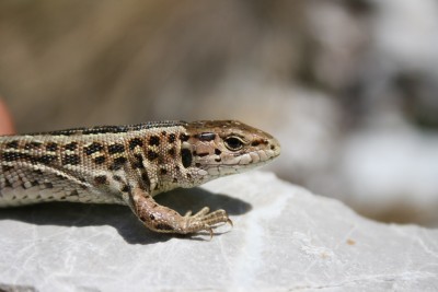 Lacerta agilis